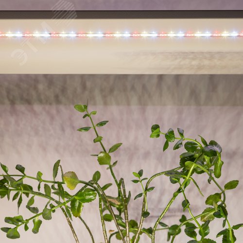 Лента светодиодная для растений полного спектра 5м IP65 с адаптером 12В FITO-Strip Light-Rа90-300LED-5m-12V-IP65 - фото 9