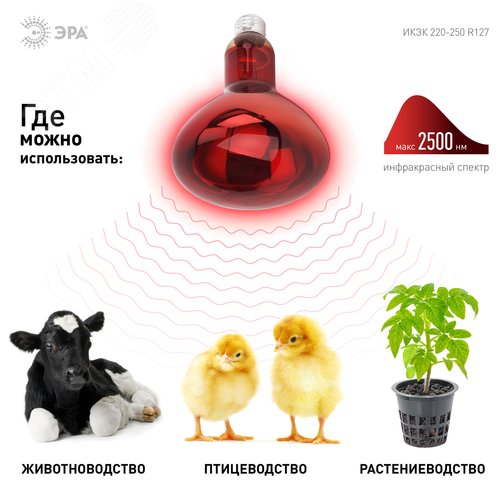 Лампа инфракрасная ИКЗК 220-250 R127 E27 250 Вт. - фото 5