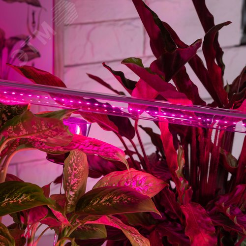 Лампа светодиодная сине-красная Т8 для профессионального выращивания растений FITO-9W-RB-Т8-G13-NL - фото 8