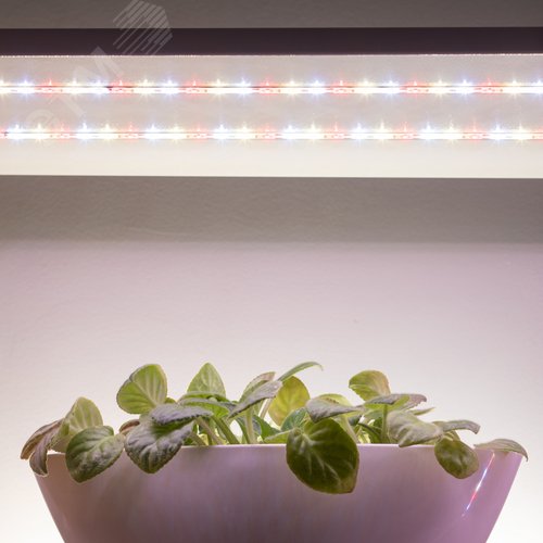 Лента светодиодная для растений полного спектра 5м IP65 с адаптером 12В FITO-Strip Light-Rа90-300LED-5m-12V-IP65 - фото 10